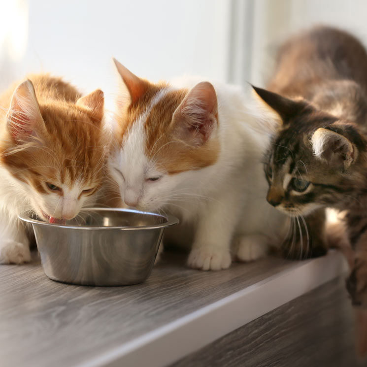 gatos-comida-m